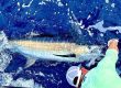 tamarindo fishing charters