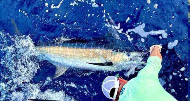 tamarindo fishing charters